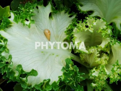 Syrphidae